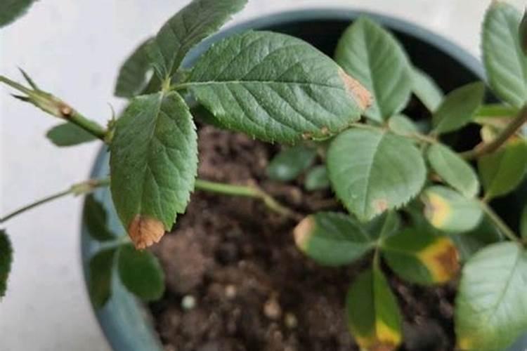 月季花小苗怎么施肥
