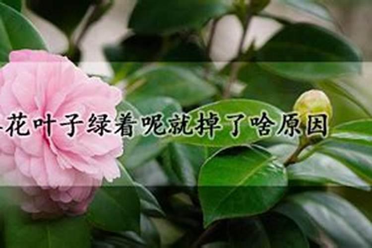 茶花掉叶子施什么肥？