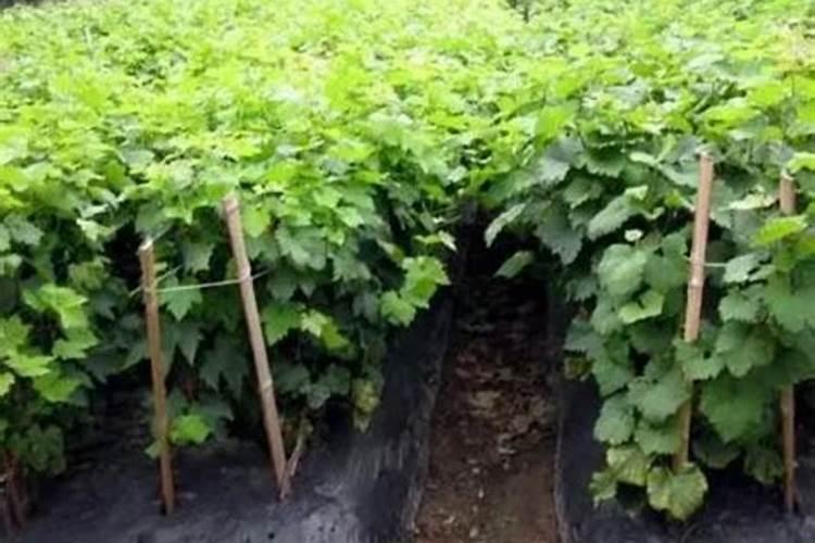 第一年葡萄小苗怎样施肥