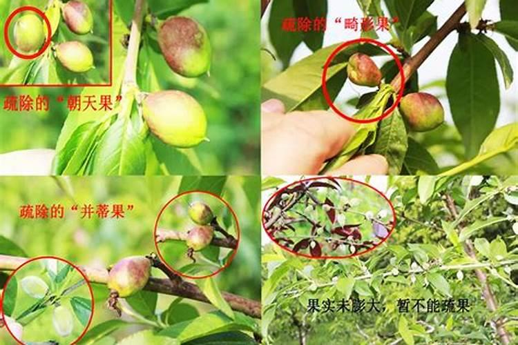 桃树施肥要合理,桃树应该如何施肥好？