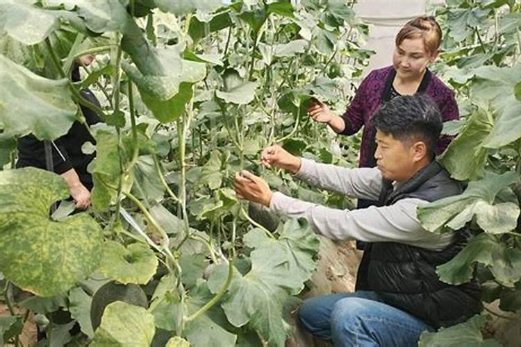 大棚甜瓜苗打农药时药太浓了,导致叶荚(两片)下垂,怎么补救。30%恶霉...
