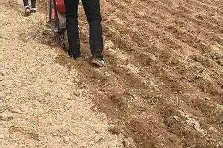 过磷酸钙埋到地里几天见效