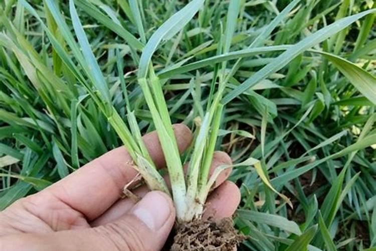 什么芸苔素拌种好用一点？