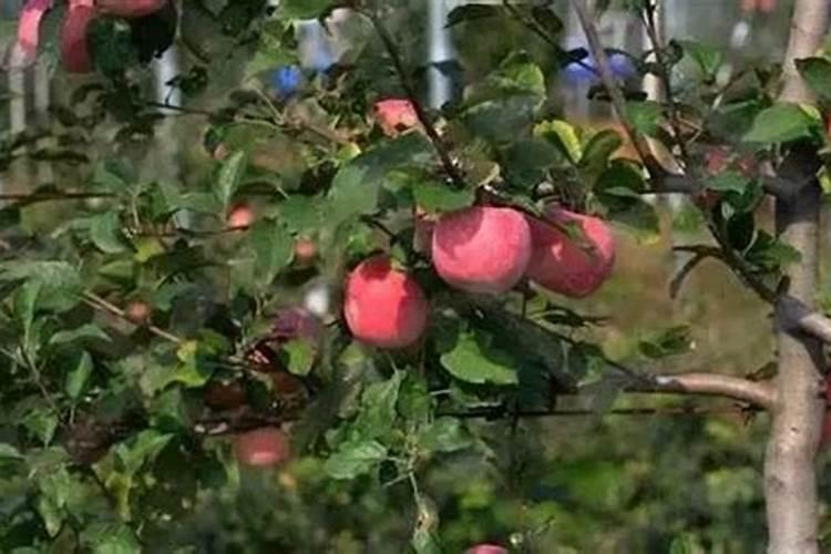 苹果树补钙几月份最好 苹果树补钙时间