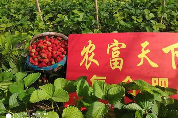 怎么管理让草莓品质好、产量高？