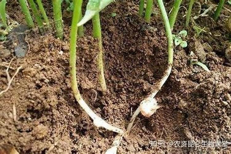为什么大蒜不能用氮肥种植的原因？