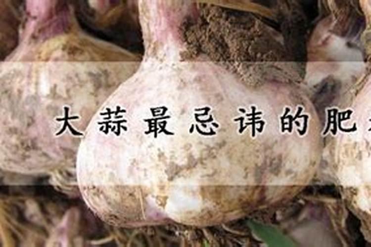 大蒜最忌讳的肥料