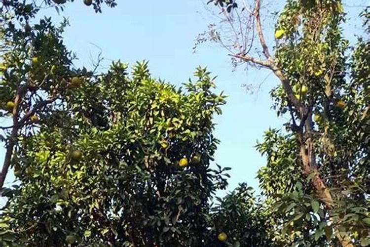 香泡树上嫁接柚子树什么季节最好？