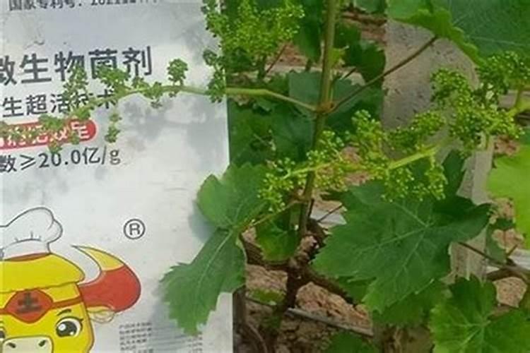 葡萄花前用什么叶面肥最好？