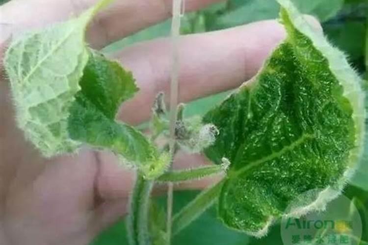 黄瓜什么时候冲施钙肥最好？