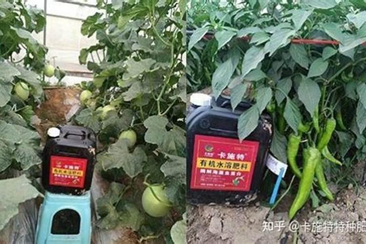 鱼蛋白水溶肥解害效果如何样？
