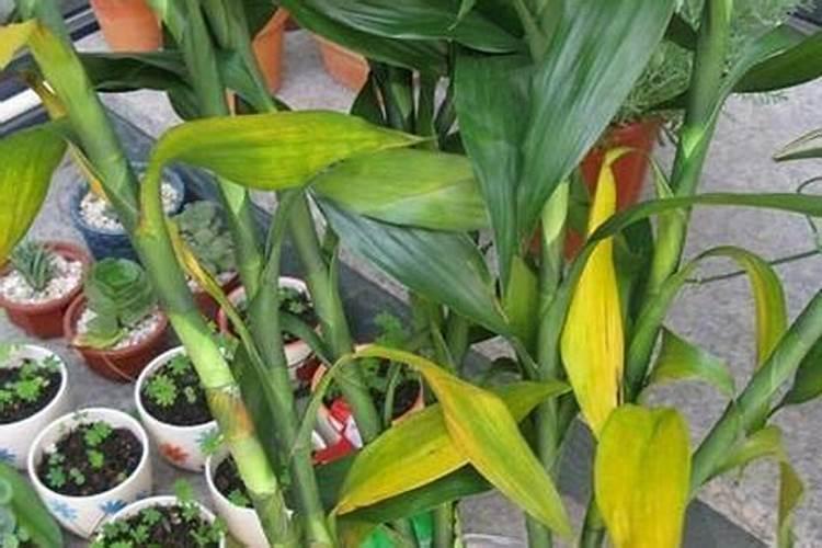 富贵竹浇什么肥料合适