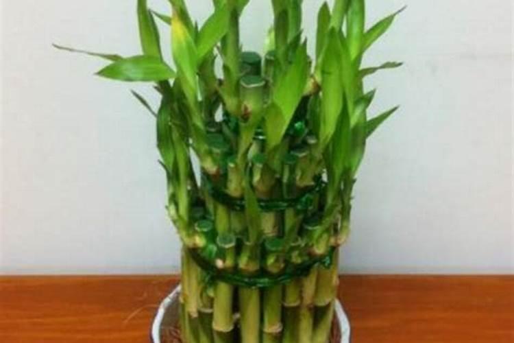 富贵竹用什么肥料好？