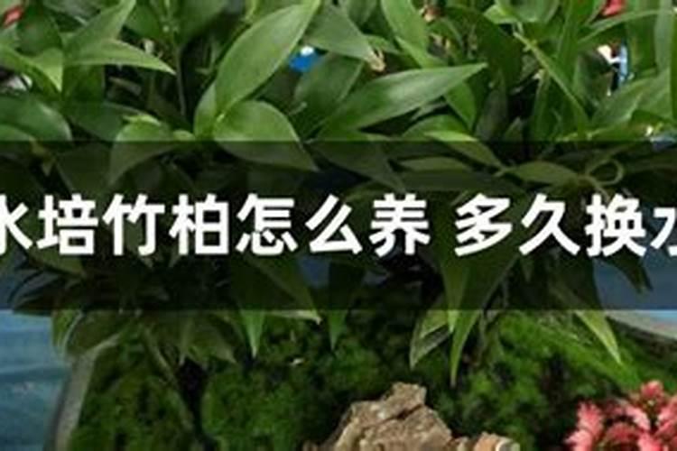 水培发财竹怎么养几天换一次水？