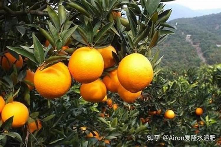 蜜柚不同生长阶段怎么施肥 施肥技巧总结
