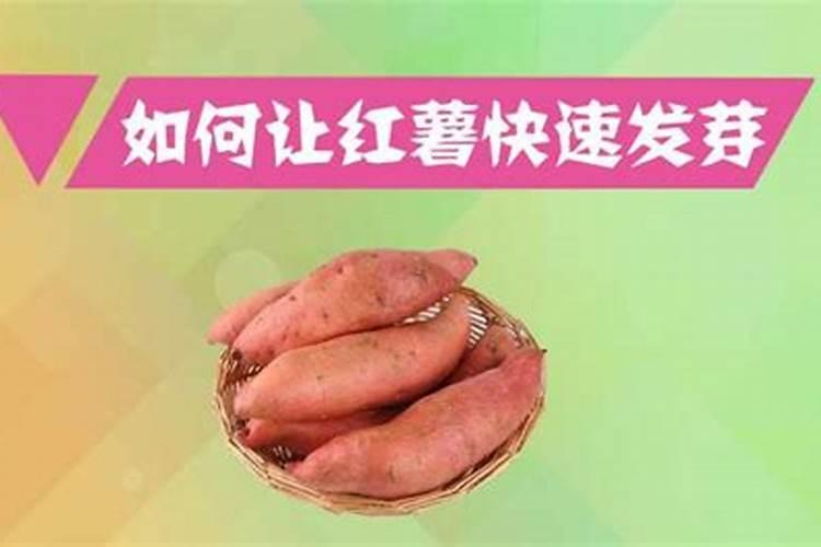 如何让红薯快速发芽