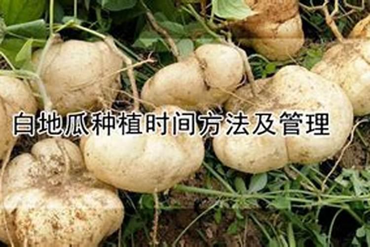 白地瓜种植时间方法及管理