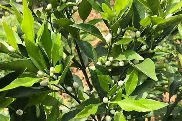 柑橘开花的时候该选择什么样的肥料来用