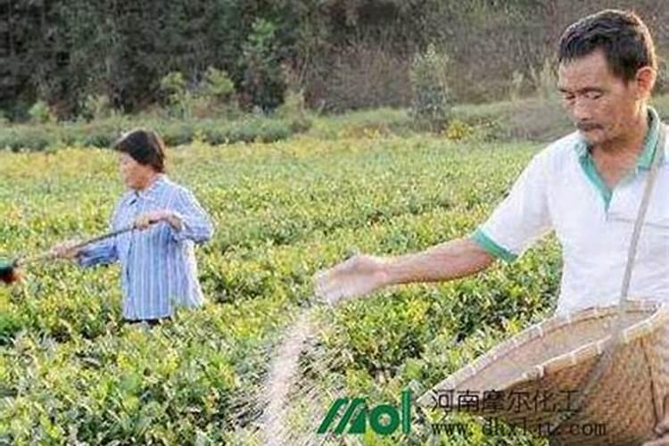 茶叶喷洒叶面肥几个小时能吸收完？