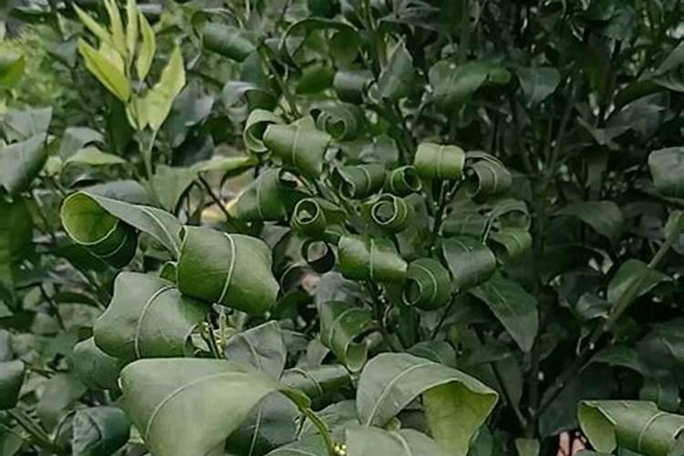 叶面肥加芸苔素可以喷茶叶吗？