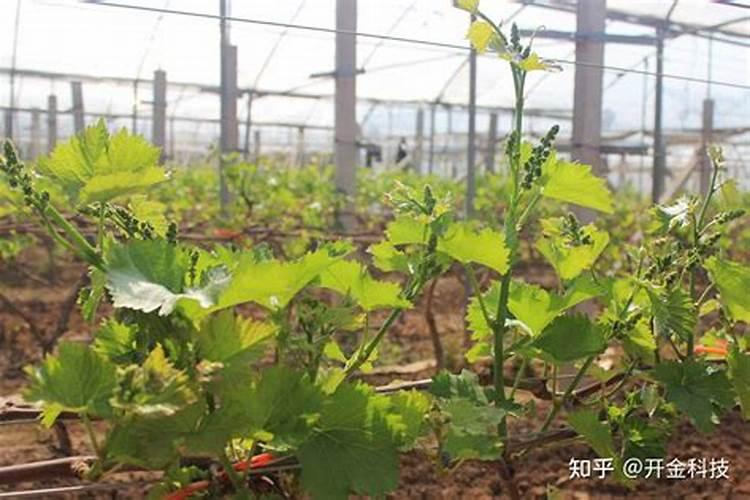如何正确浇水和施肥才能让葡萄产量更高