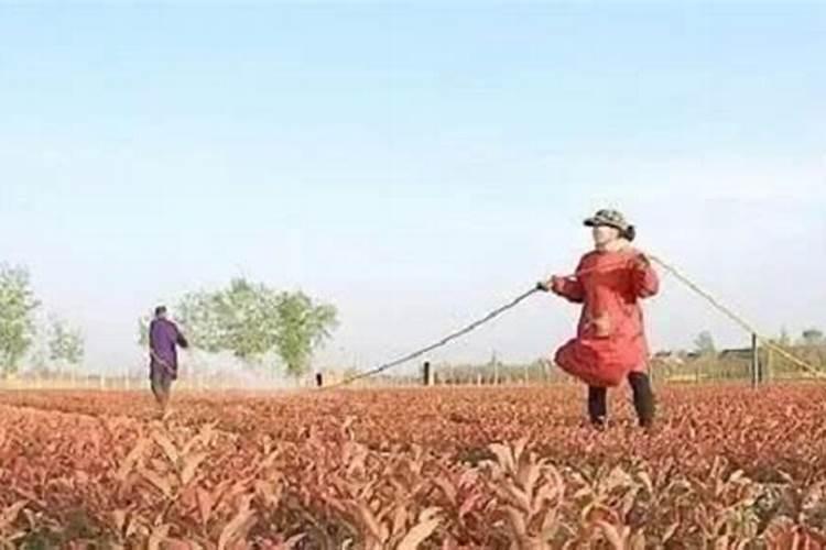 复合肥怎么用效果最好