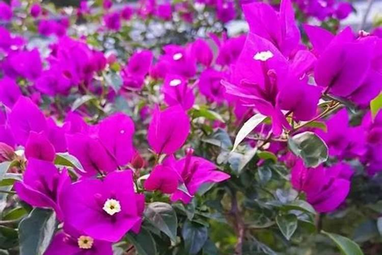 三角梅为什么总是掉叶子,或是开花期掉花.