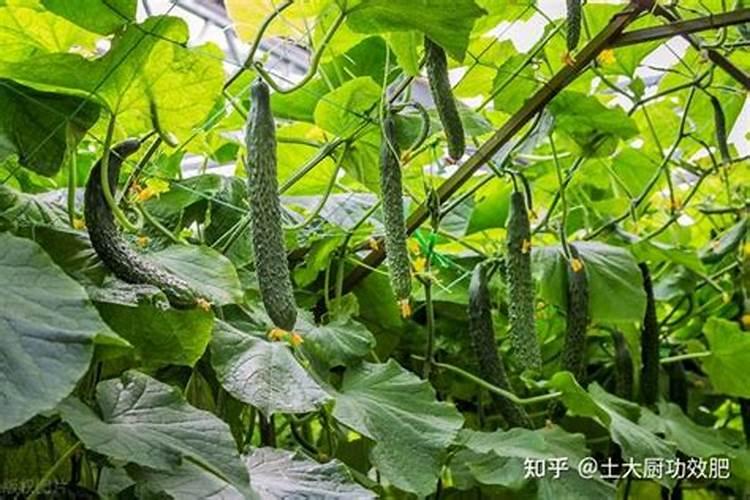 黄瓜结得多,这5种肥料不能缺