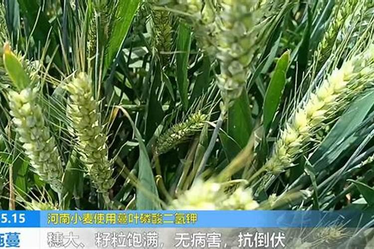 磷酸二氢钾在小麦种植上,什么时候使用最好？