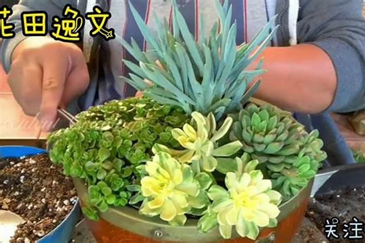 多肉植物怎么施肥,施什么肥
