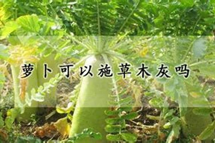 萝卜可以施草木灰吗