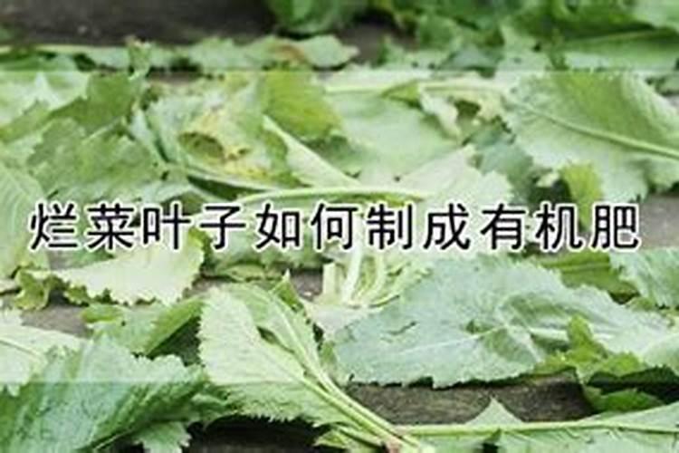 烂菜叶子如何制成有机肥？