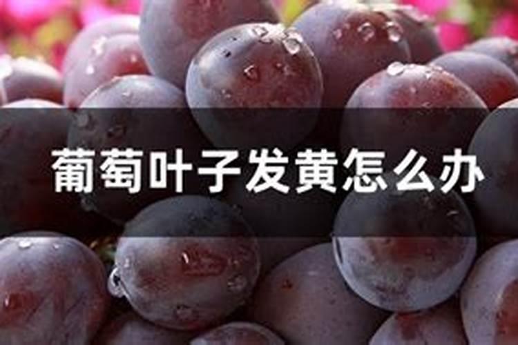 阳光玫瑰葡萄叶子发黄怎么办？