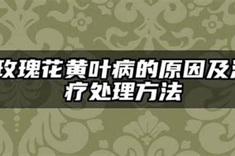 玫瑰花黄叶病的原因及治疗处理方法