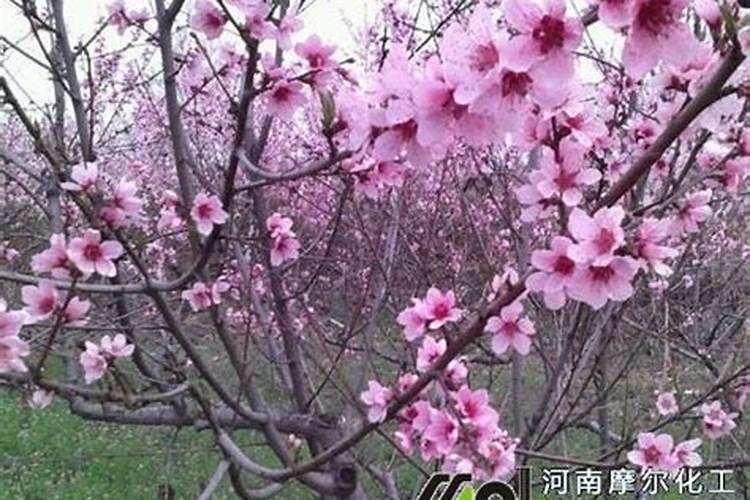 桃树什么时候用水溶肥最好
