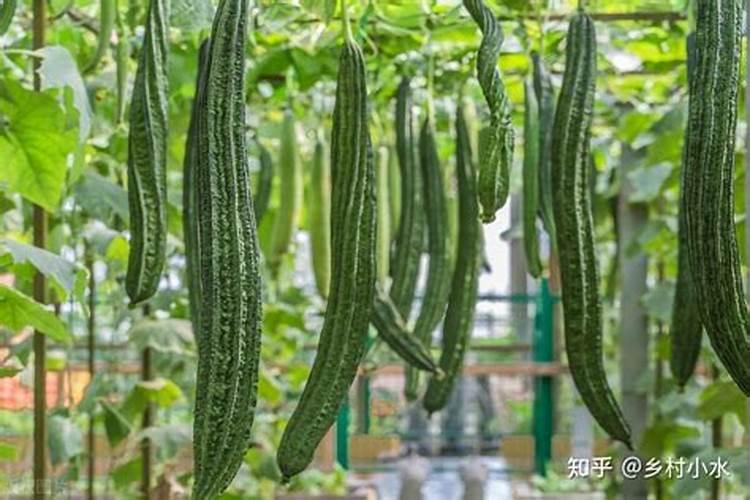 丝瓜用高钾的叶面肥可以吗