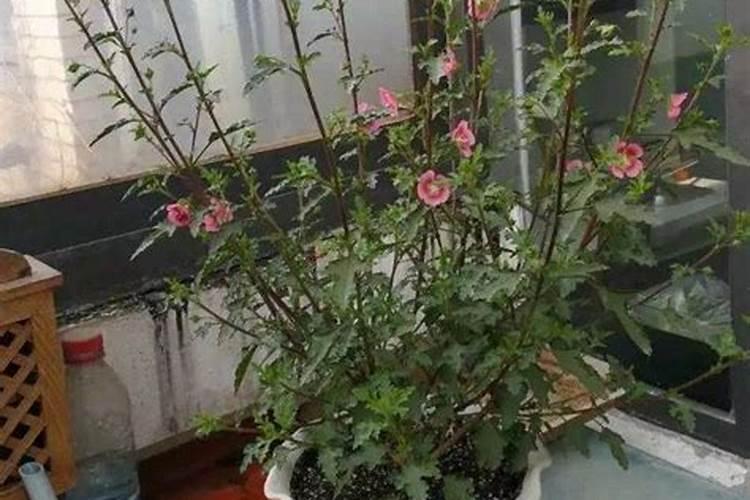 盆栽小木槿,开花后不长花苞,是什么原因呢？