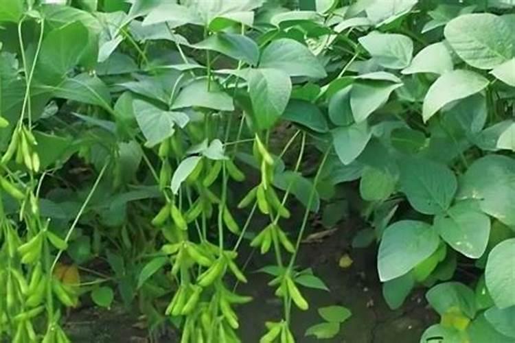 黄豆每亩需要施多少斤肥料？