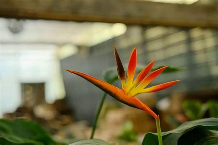 鹤望兰怎么繁殖,怎么让它长侧芽