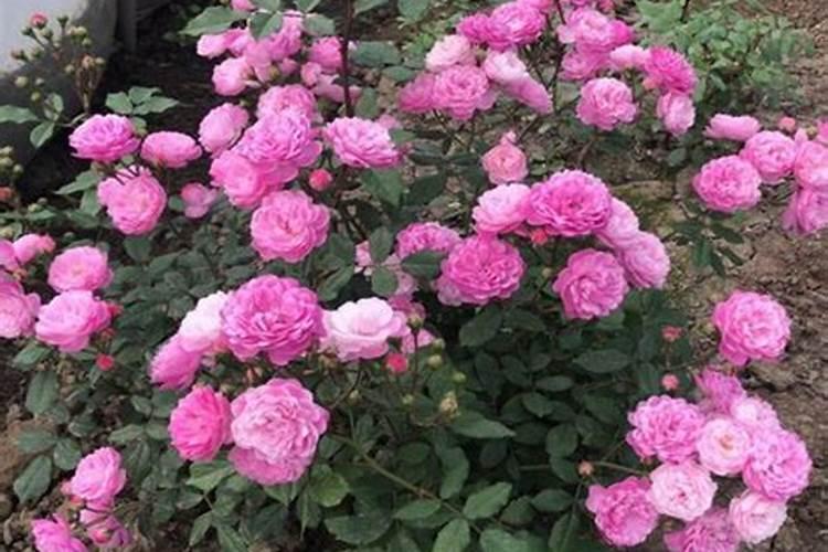 月季花摘芽后如何正确施肥
