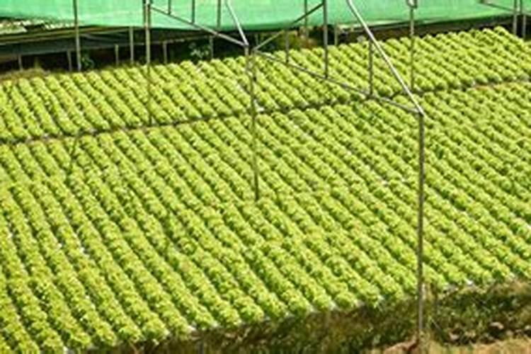 老农在除草时,为什么要往除草剂里添加尿素？
