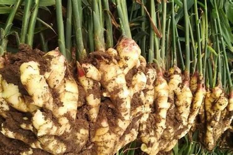 大姜种植后头两次浇水应怎么冲施肥料？