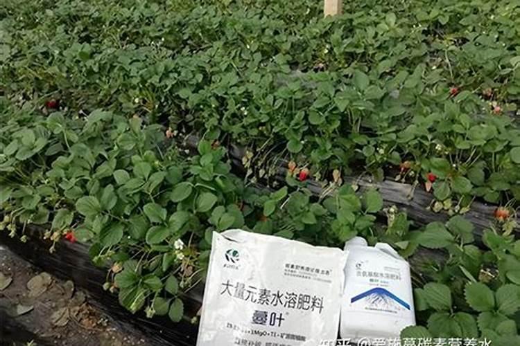 生姜提苗用什么水溶肥