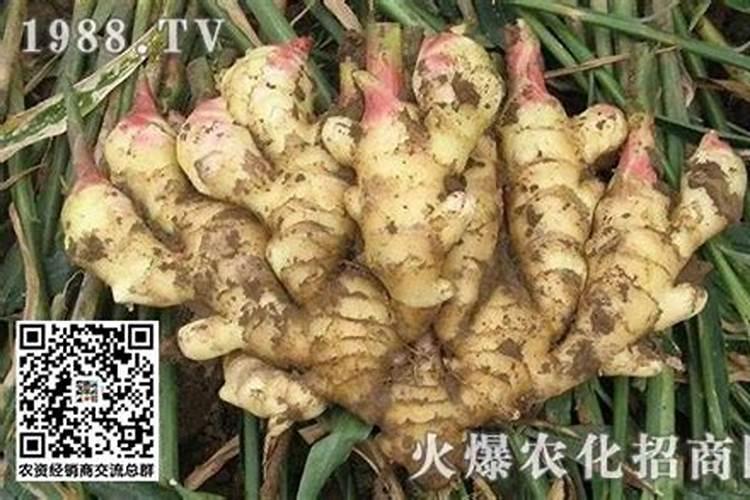 仔姜施肥技巧