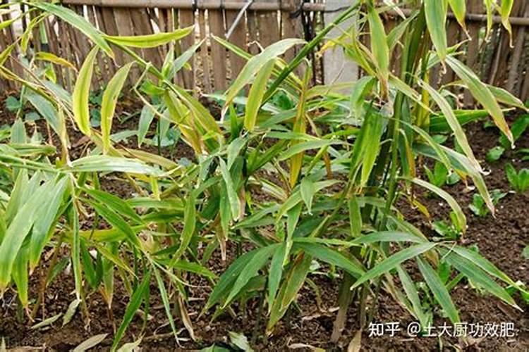 生姜多久施一次肥 施肥的时间和方法