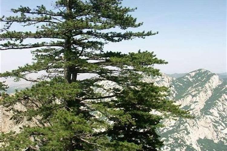 华山松的栽培技术
