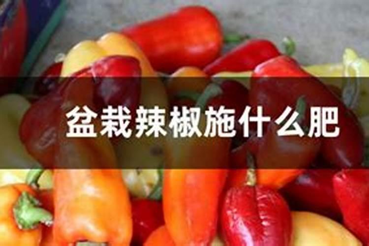 盆栽辣椒施什么肥