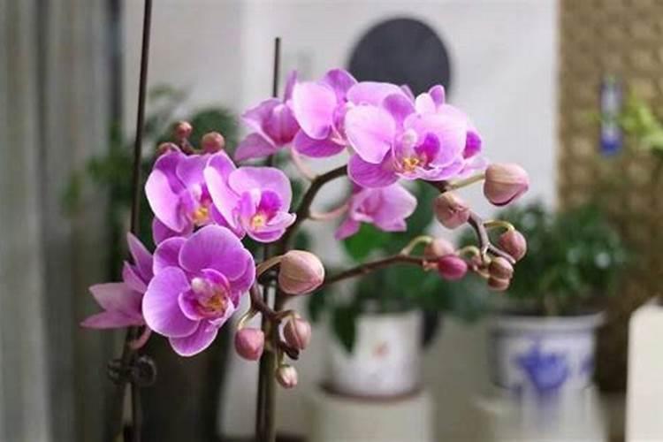 蝴蝶兰开花后需要施肥吗？