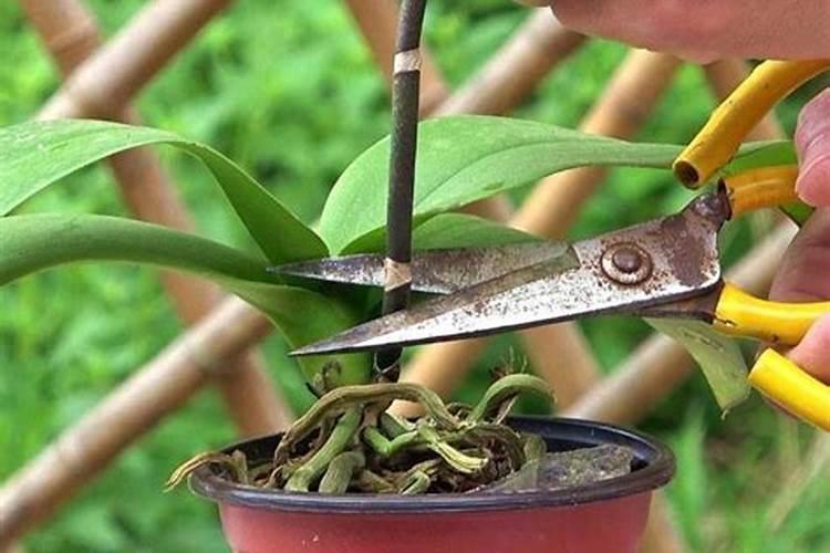 蝴蝶兰开完花后怎么管理？需要施肥