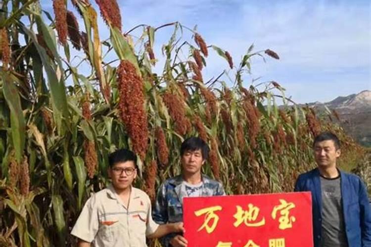 高粱怎么施肥好 高粱的施肥技巧